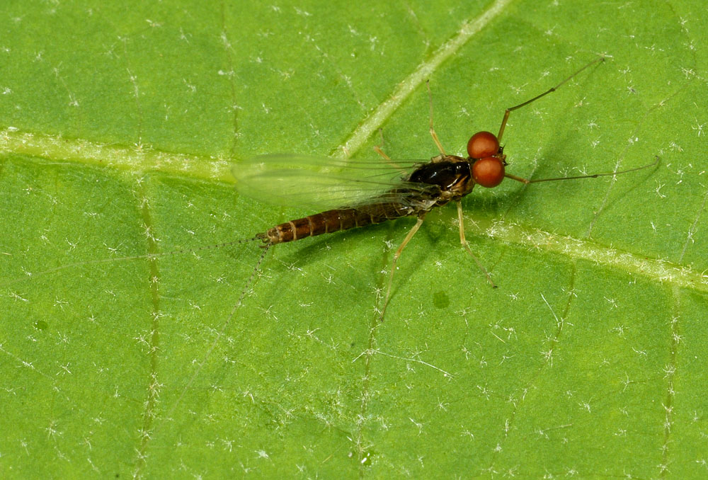 Ephemerellidae:  Serratella ignita